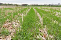 Enhancing Grain Production Through Optimized Tillage and Cover Cropping Strategies